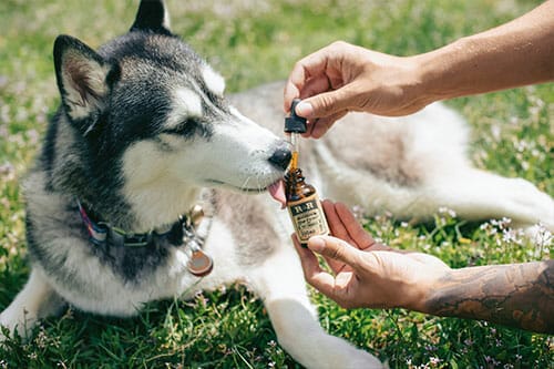  How to soothe a dogs upset stomach naturally