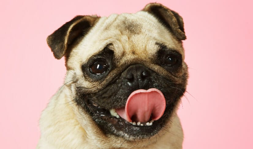 pug-pink-background-close-up