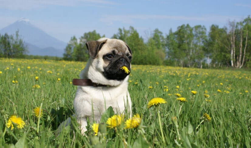 pugEating-flowers-outside.
