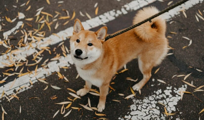 ShibaInu on leash standing on the road with autumn leaves