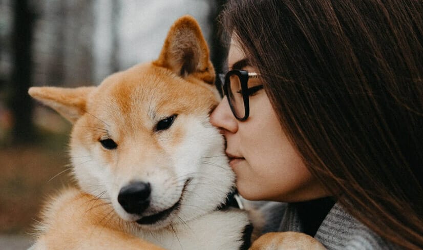 gold and white ShibaInu being cuddled by owners outdoors