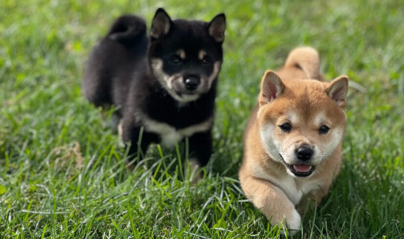 black and cream Shiba Inu puppies running outside on green grass