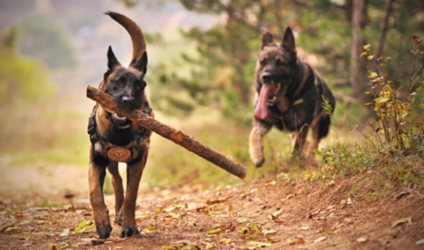 german-shepherd-working-as-a-service-dog