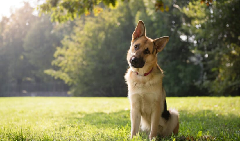 german-shepherd-dog-personality