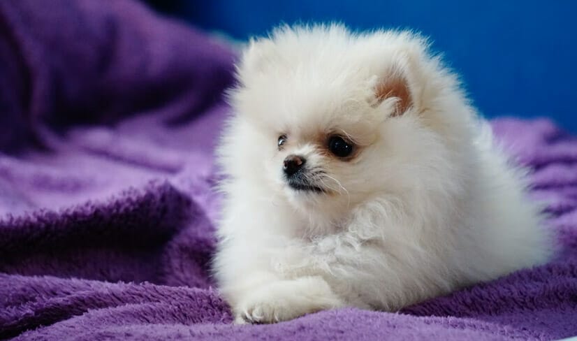 White Pomeranian sitting on a purple blanket with paws crossed