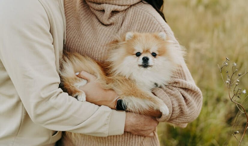 gold and white Pomeranian being cuddled by owners outdoors
