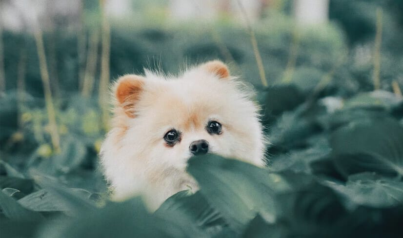 whitePomeranian puppy peeking behind plants