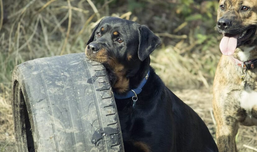 rottweiler-playing-with-tyre