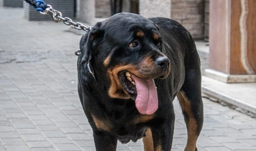 rottweiler-walking-in-the-street-with-owner
