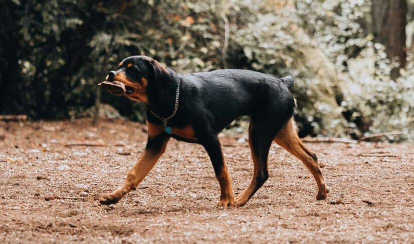 rottweilerObediently-walking-with-stick-in-mouth