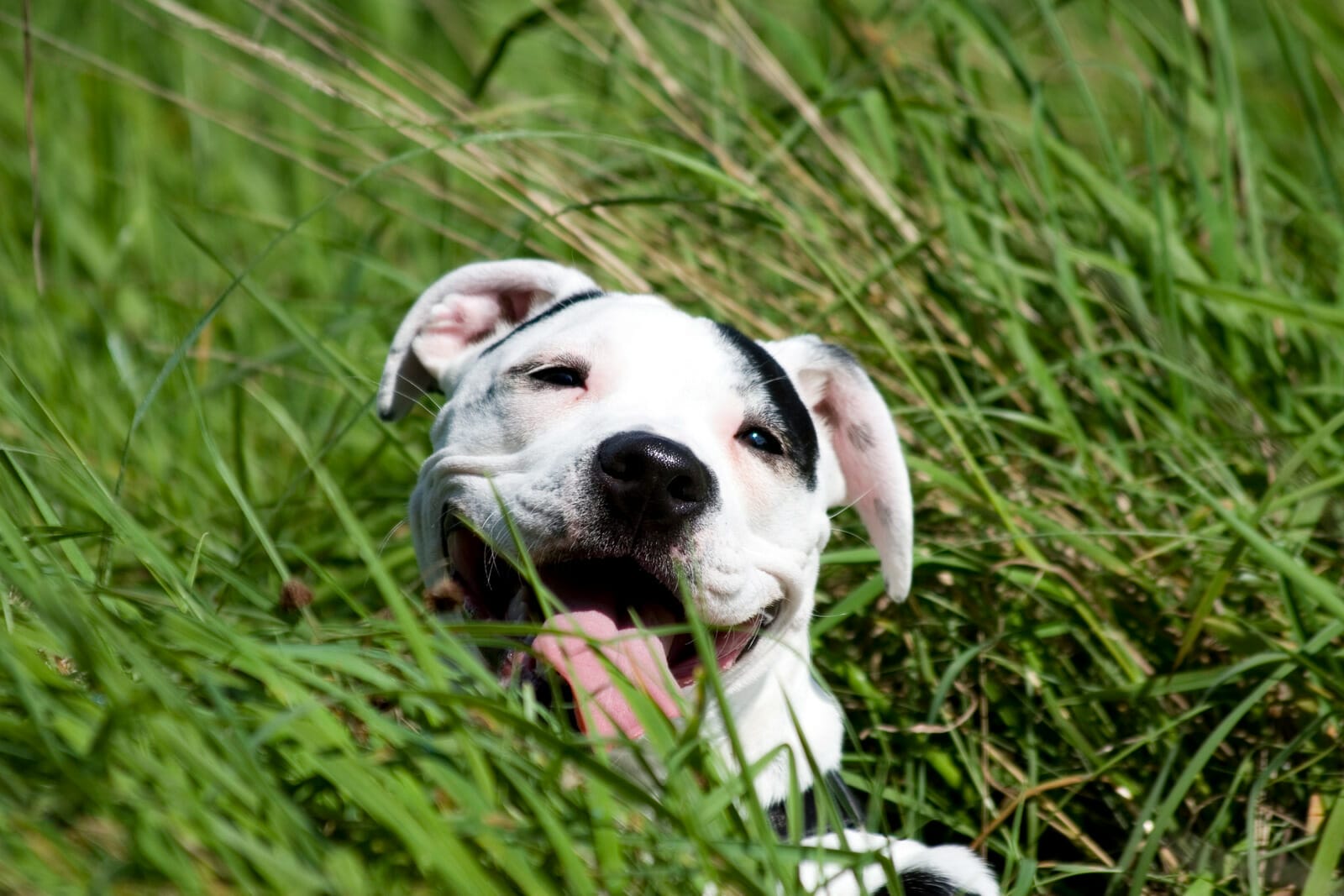 American Staffordshire Terrier in grass