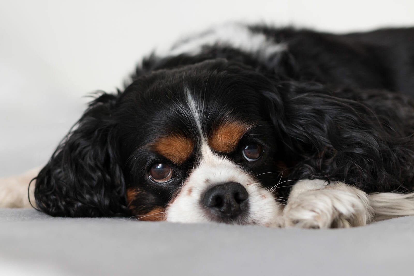 Cavalier KingCharles Spaniel in tri colour lying on bed
