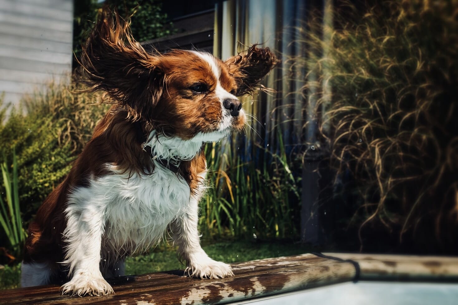 Cavalier King Charles Spaniel playing by the pool