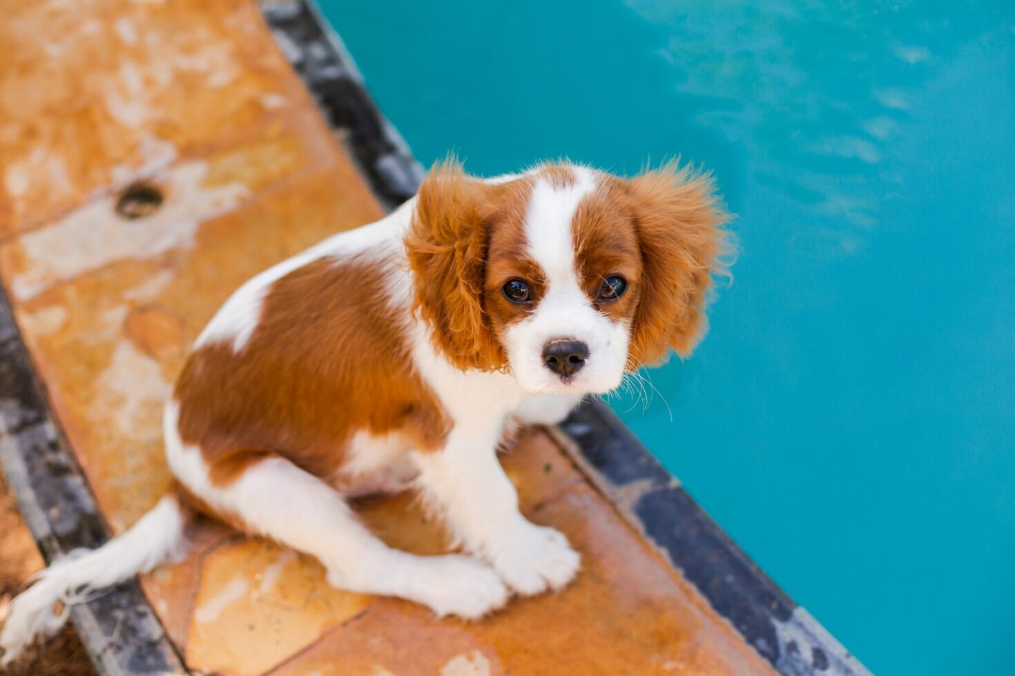 Cavalier King Charles Spaniel puppy sitting next to pool