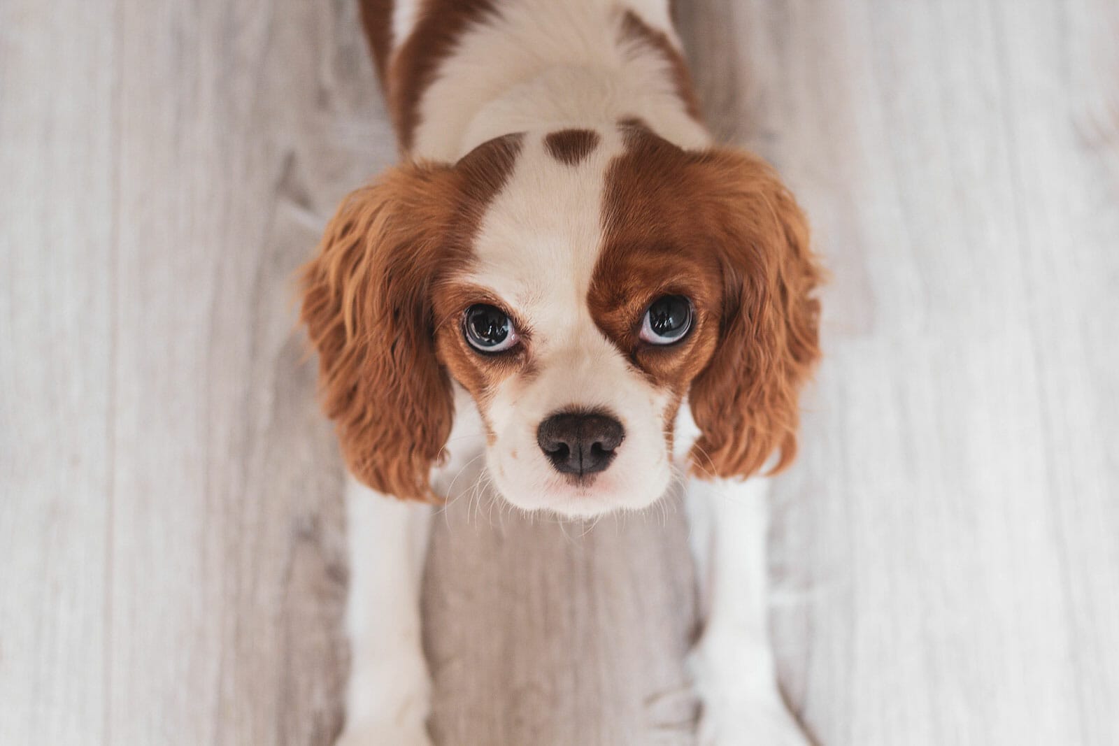 Cavalier King Charles Spaniel with red and white coat looking up