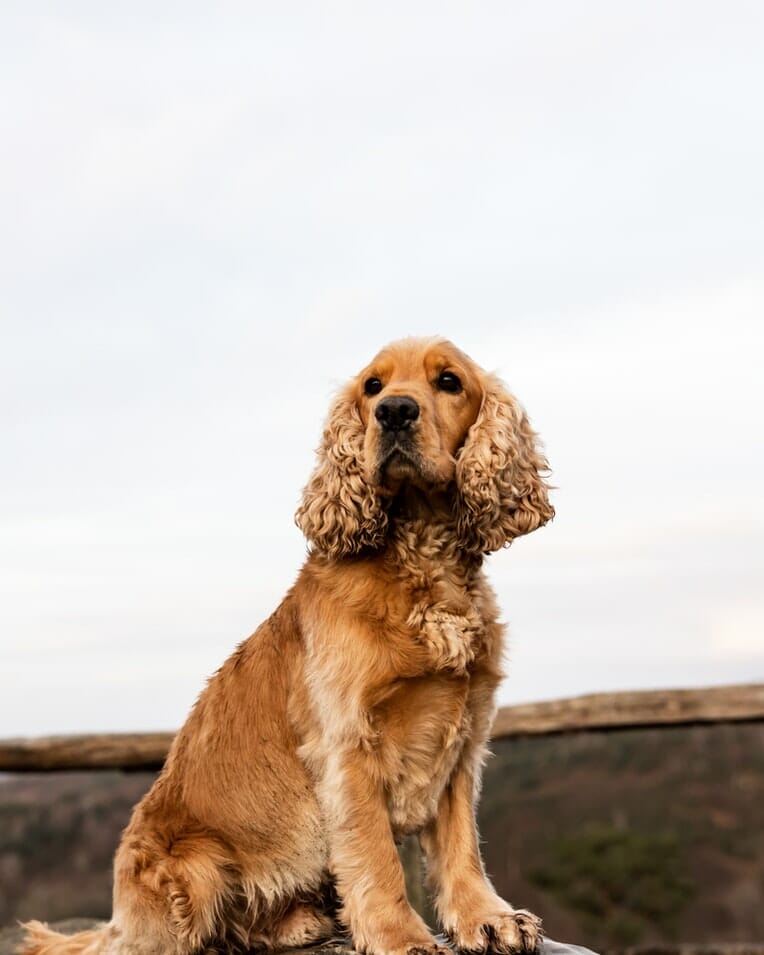 CockerSpaniel sitting outside in front of a mountain