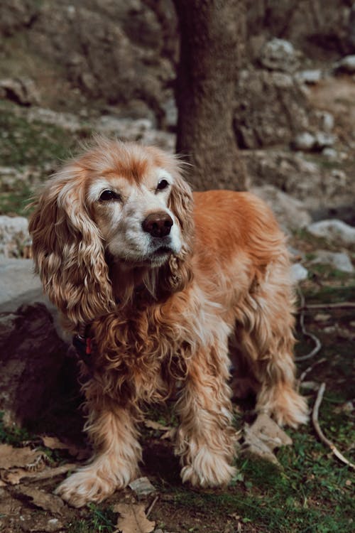 Gold and white CockerSpaniel standing on a forest trail