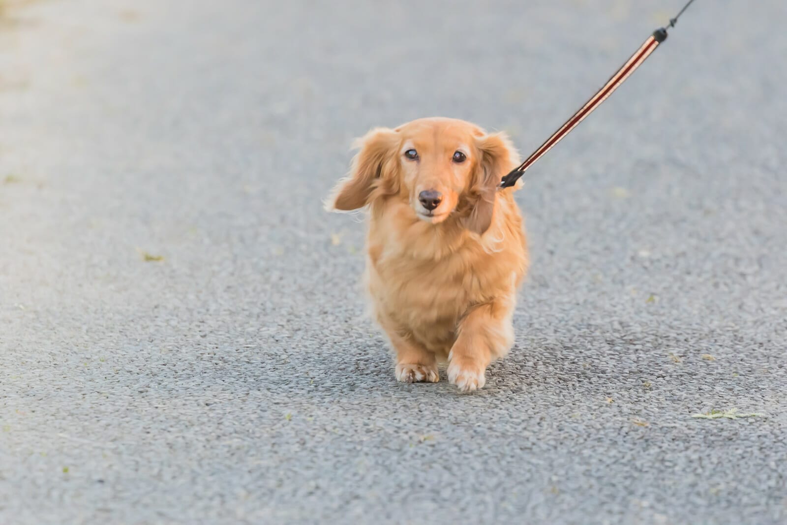Long haired dachshund on a walk
