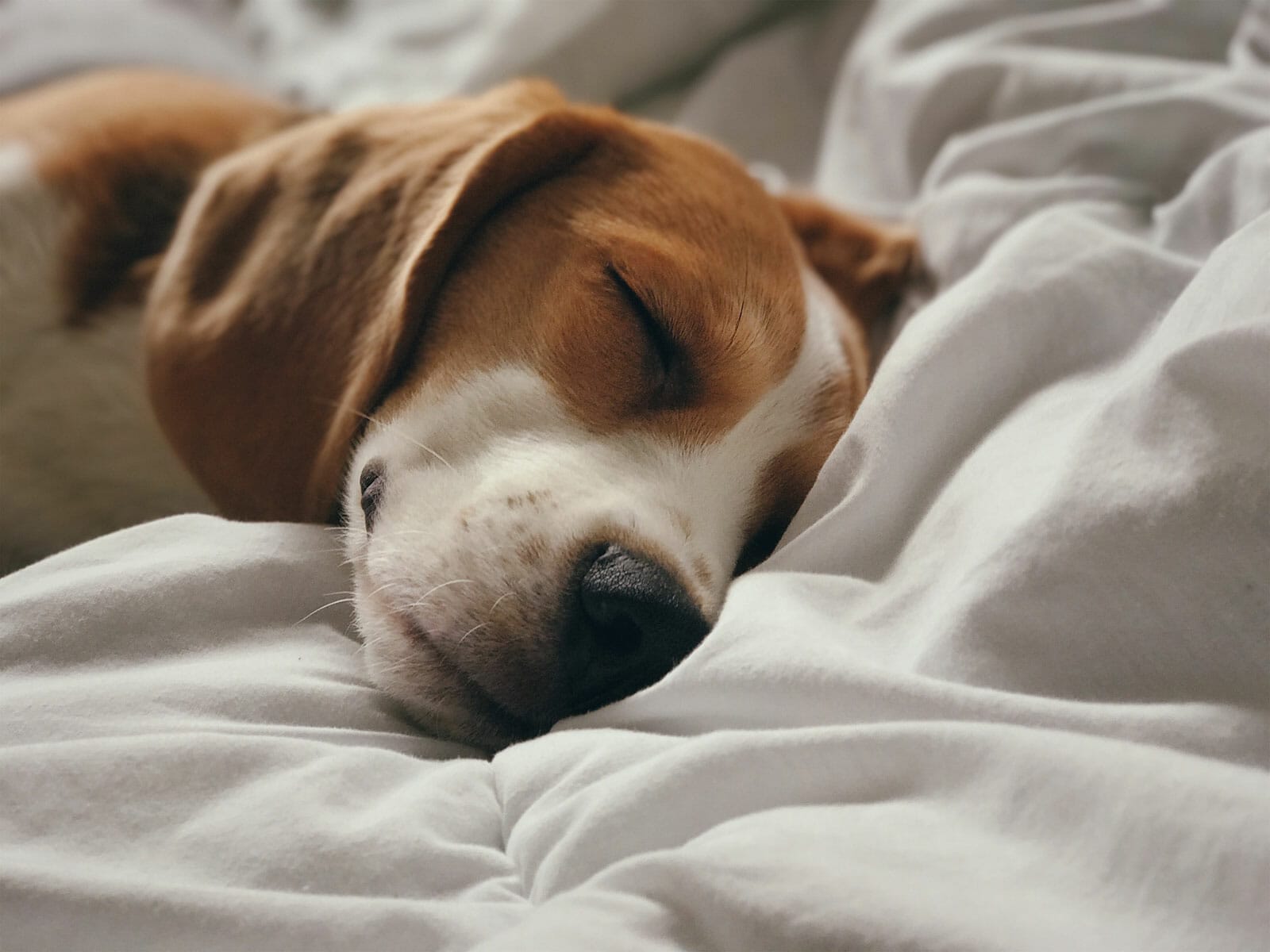 beagle asleep