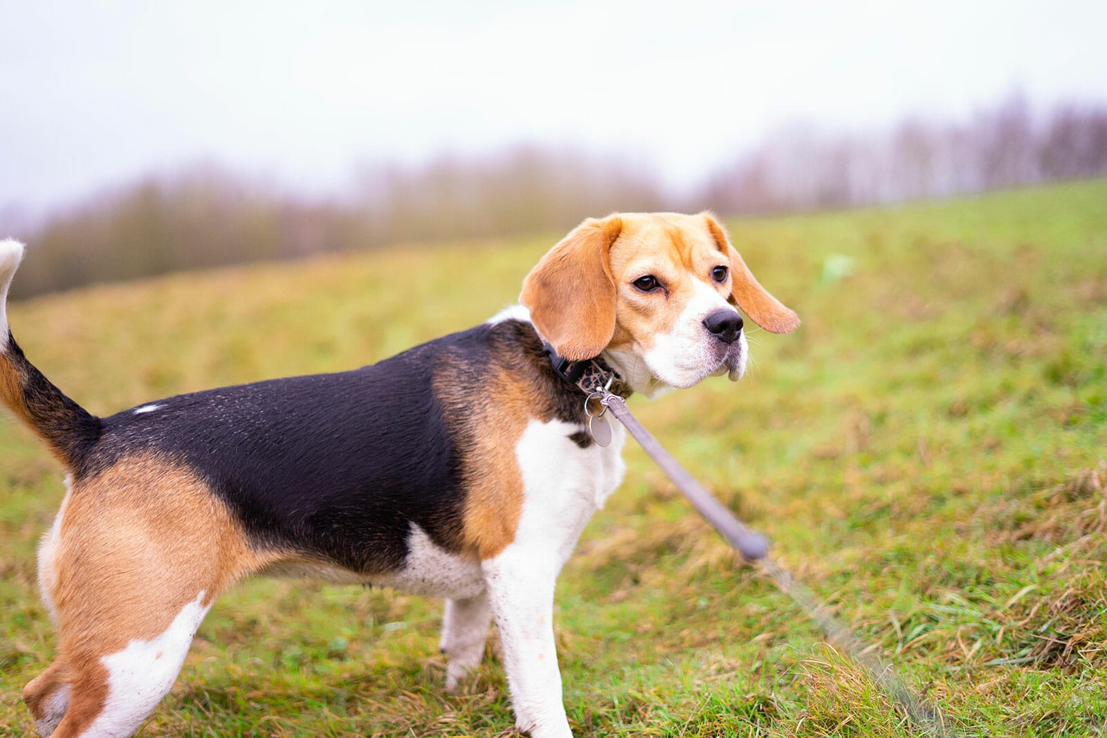 beaglewalking on a leash