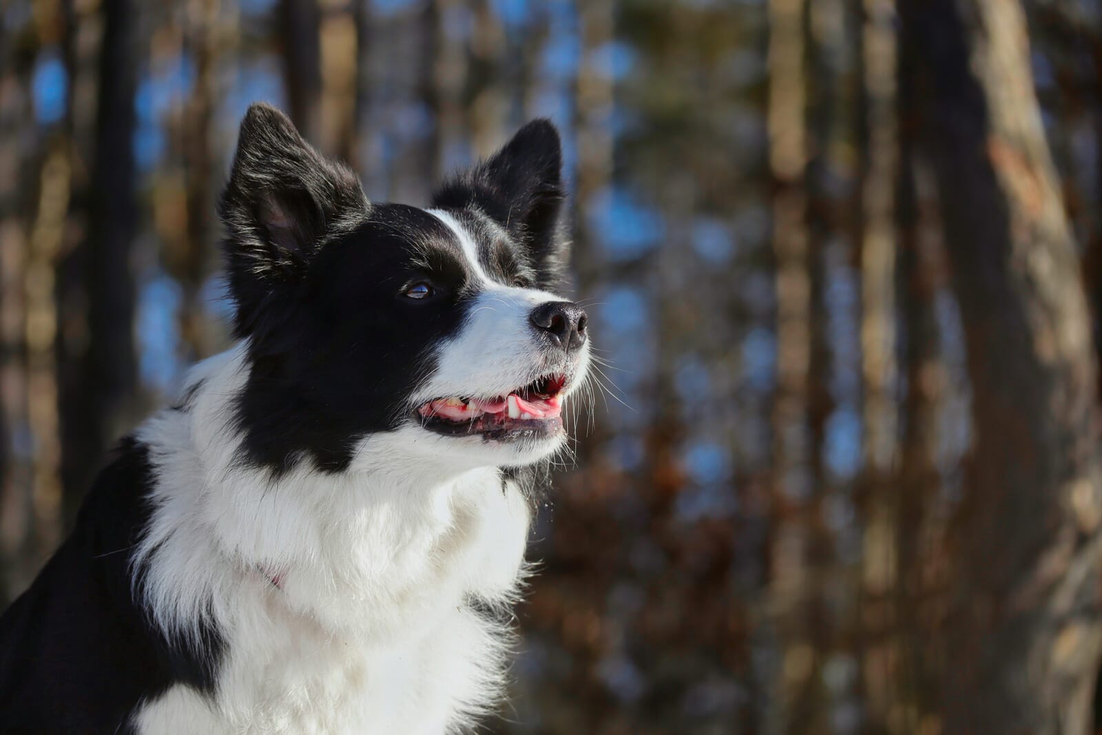 border collie personality