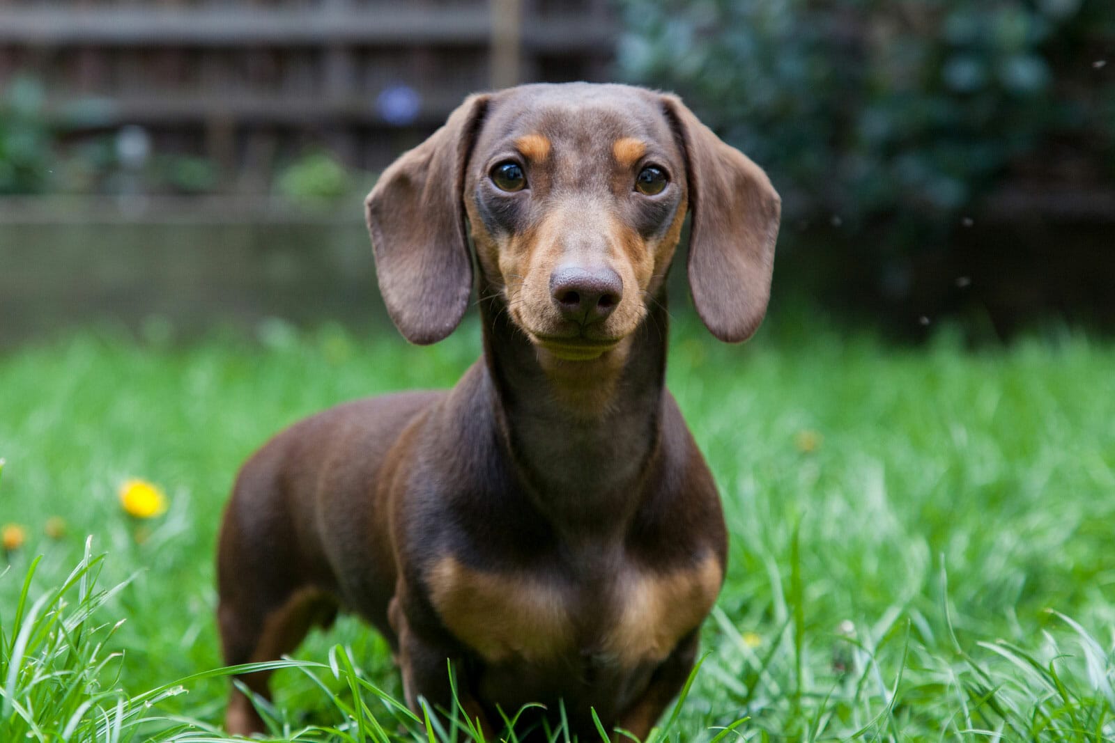 cute brown dachshund in the grass