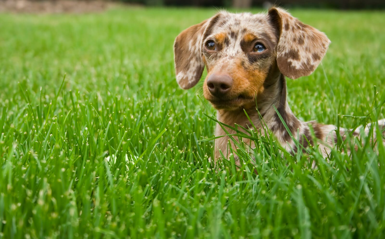 spotted dachshund laying in the grass